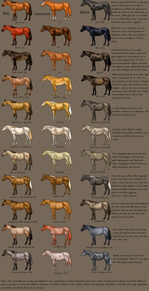 horse Color Chart by MagicWindsStables Horse Genetics, Horse Color Chart, Horse Coat Colors, Horse Facts, Horse Info, Horse Anatomy, Horse Tips, All About Horses, Chestnut Color