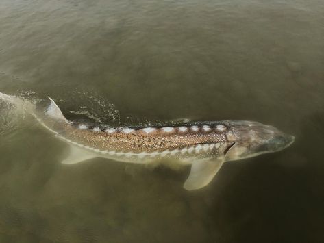 White Sturgeon Fish, Biology Aesthetic, Forest God, White Sturgeon, Sturgeon Fish, Gorgeous Animals, Fraser River, River Lodge, Cool Fish