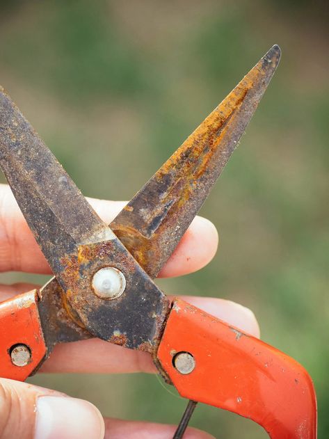 The Best Way to Remove Rust From Tools—No Scrubbing Required – Garden Betty Clean Rusty Tools Removing Rust, Removing Rust From Tools, Cleaning Garden Tools Remove Rust, How To Remove Rust From Tools, Cleaning Rusty Tools, Garden Betty, Clean Garden Tools, Old Garden Tools, Homemade Cleaner