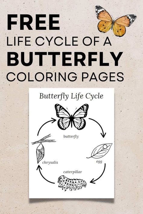 free life cycle of a butterfly coloring pages Butterfly Life Cycle Preschool, Butterfly Lifecycle, Life Cycles Preschool, Butterfly Life Cycle Craft, Science Life Cycles, Life Cycle Of A Butterfly, Cycle Of A Butterfly, Stages Of A Butterfly, Preschool Activities At Home