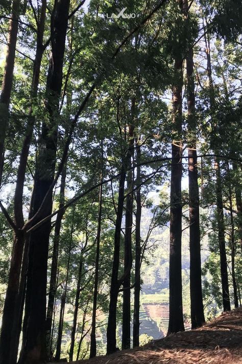 Nature Beauti of Wet Montane Forest Horton Plains Sri Lanka Montane Forests, Background References, Timber Wolf, Red Deer, Nature Beauty, Sri Lanka, Golden Retriever, Forest, Quick Saves