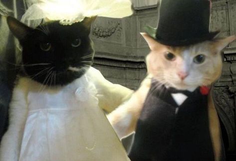 Cats Getting Married, Crazy Cat People, Cat Wedding, Thinking About You, Image Chat, 20 Questions, Silly Cats Pictures, Cat People, Silly Animals