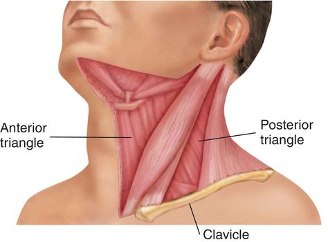 Dentistry Student, Medical Anatomy, Med School, Anatomy And Physiology, Human Anatomy, Anatomy, Medical, Human, Quick Saves