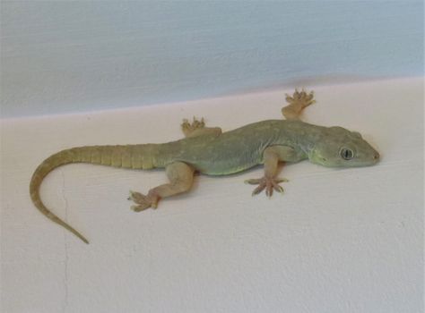 tom_2014 posted a photo: A Yellow-bellied House Gecko (Hemidactylus flaviviridis) seen in Dubai Emirate, UAE. House Gecko, Garden Lizard, Home Lizard, Ringtones For Iphone, Snake Reptile, Download Wallpaper Hd, Reptile Snakes, Gecko, In Dubai