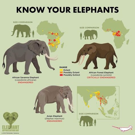 Herbivores Animals, Zoology Career, Elephant Anatomy, Types Of Elephants, Peppermint Narwhal, Elephant Information, Asian Animals, Forest Elephant, Asiatic Elephant