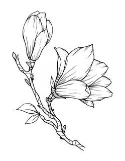 Easy Pencil Drawing, Bloom Flowers, Flower Line Drawings, Cute Easy Doodles, Flower Outline, Flower Art Drawing, Flower Sketches, Floral Drawing, Easy Doodles