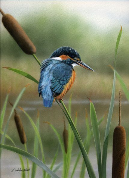 Regard Animal, Bird Sitting, Kingfisher Bird, Most Beautiful Birds, British Wildlife, Wildlife Artists, Colorful Bird, Animal Totems, Bird Pictures