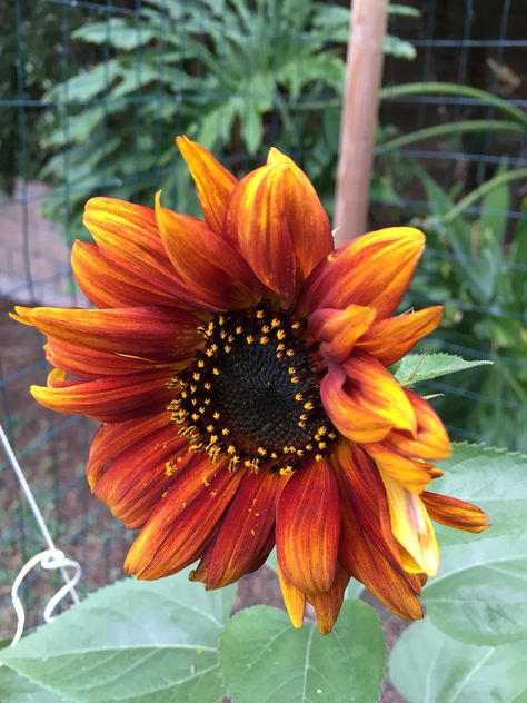 Seed Box, Mata Hari, Sunflower Pictures, Flowers Photography, Organic Gardening, Flower Painting, Flower Garden, Sunflower, Nature Inspiration