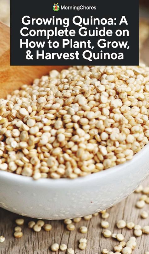 How To Grow Quinoa, Growing Grains, Growing Quinoa, Allotment Planning, Small Homestead, Gluten Allergy, Survival Gardening, Garden Tips, How To Cook Quinoa