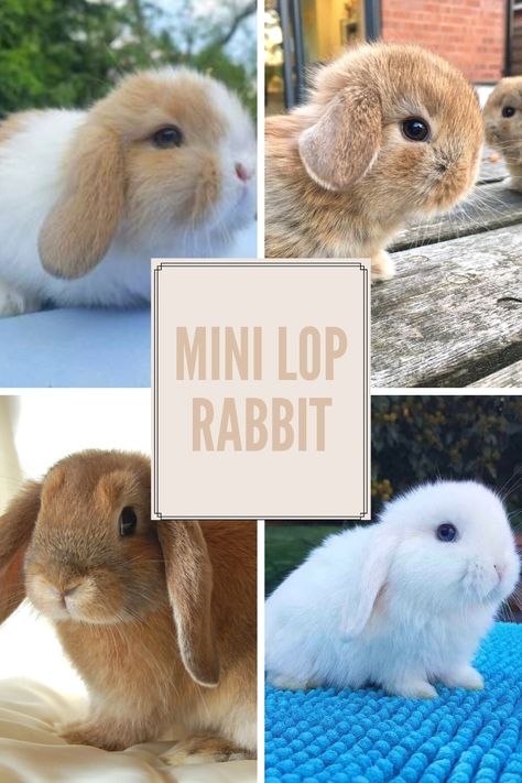 Rabbit Knowledge, Mini Lop Bunny, English Lop, Bunny Bun, Rabbit Facts, Mini Lop Bunnies, Bunny Supplies, Mini Lop Rabbit, Lop Bunnies