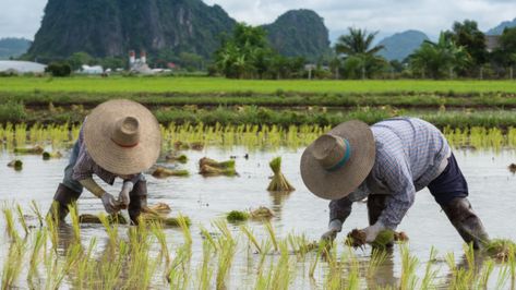 Marcos vows to speed up distribution of land ownership titles to farmer-beneficiaries Check more at https://newscnnn.com/marcos-vows-to-speed-up-distribution-of-land-ownership-titles-to-farmer-beneficiaries/ What Is Climate, Ferdinand Marcos, Land Ownership, Crop Protection, Extreme Weather Events, Commercial Insurance, Agricultural Practices, Food Insecurity, Art Apps