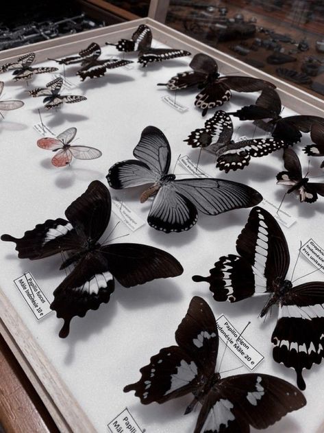 Lepidopterology Aesthetic, Entomology Aesthetic, Butterfly Museum, Butterfly Taxidermy, Insect Taxidermy, Magia Das Ervas, Insect Collection, Vulture Culture, Butterfly Illustration