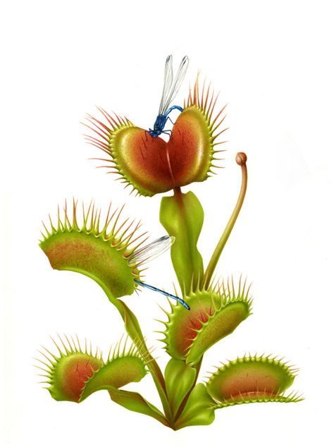 Botanical artwork for the magazine PARTERRE DE ROIS by Irene Laschi, via Behance Carnivorous Plants Care, Plant Lessons, Plantas Vs Zombies, Geniale Tattoos, Plant Tattoo, Plant Book, Venus Fly Trap, Botanical Artwork, Plant Aesthetic