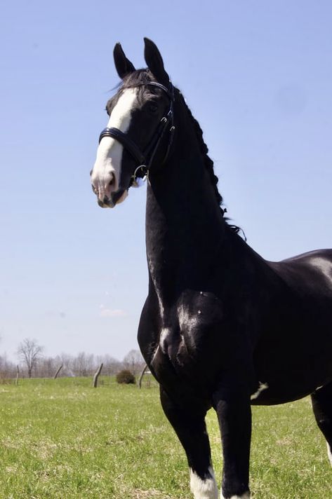 Dutch Harness Horse, Kwpn Horse, Dutch Warmblood, Warmblood Horses, Most Beautiful Animals, Hunter Jumper, Equestrian Sports, Animals Of The World, 1 Place