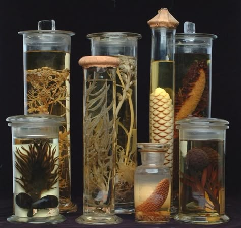 Examples from  Royal Botanic Garden Edinburgh's collection (Photo credit: John Baker) Oxford Botanic Garden, Wet Specimen, Plant Science, Botanic Garden, Botanical Drawings, Nature Journal, Glass Containers, Taxidermy, Botanical Illustration