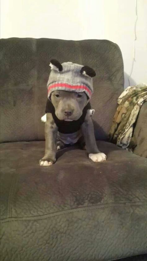 Adorable baby pitt Pit Puppy, Staffordshire Terriers, Bulldog Francese, Pit Bull Love, Pitbull Puppies, Pit Bulls, Pitbull Dog, Beautiful Dogs, Cutie Patootie