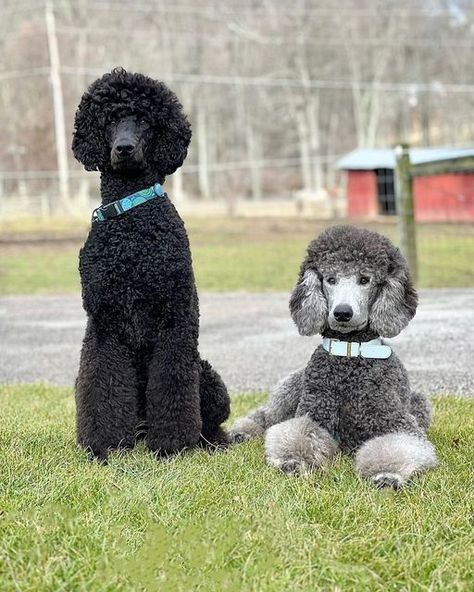 Standard Poodle Haircuts, Poodle Haircuts, Dog Haircut, Dog Types, Black Standard Poodle, Poodle Hair, Poodle Haircut, Poodle Cuts, Pretty Poodles