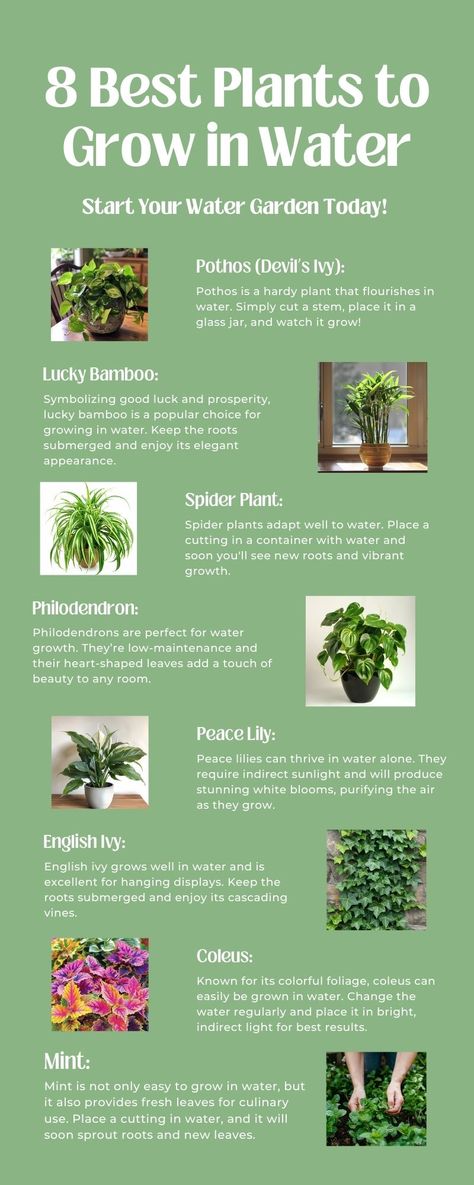 Plant In Water Indoor, Plants Aesthetic Outdoor, Plants That Survive In Water, Plants You Can Propagate In Water, Indoor Plant Terrarium Ideas, House Plants That Grow In Water, Plants You Can Grow In Water, Propagating Plants In Water, Indoor Plants Grown In Water