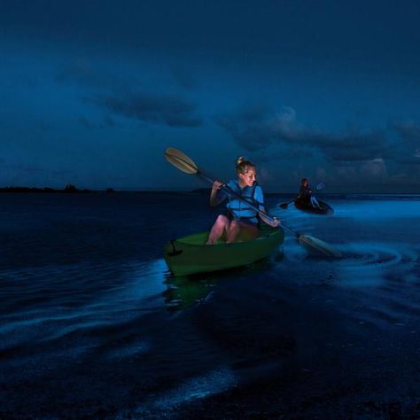 Exploring Puerto Rico’s Bioluminescent Bays | discoverpuertorico.com Sustained Investigation, Vieques Puerto Rico, Bioluminescent Bay, Mangrove Swamp, Glass Bottom Boat, Nature Tour, Tourism Website, Fajardo, Porto Rico