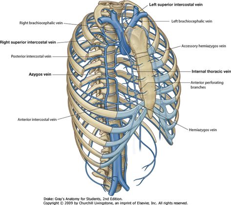 Intercostal vein Each intercostal space has a posterior and two anterior intercostal veins accompanying arteries of the same name. Anterior intercostal vein - drain into the musculophrenic and internal thoracic vein similar to their arterial supply Posterior intercostal vein - drain into the azygos and hemi azygos system. - Right 1st intercostal: drain into vertebral vein or brachiocephalic vein on its own - Right 2nd to 4th intercostal: form a single trunk called the right superior ... Arteries Anatomy, Subclavian Artery, Thoracic Vertebrae, Spinal Surgery, Medical Student Study, Muscle Anatomy, Human Anatomy And Physiology, Medical Anatomy, Bones And Muscles