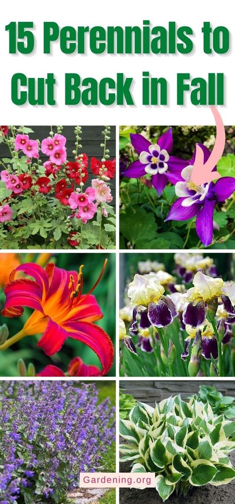 Fall Bulbs To Plant Perennials, Fall Perinneals, Planting Peonies In The Fall, Fall Garden Clean Up, Fall Pruning Guide, Transplanting Peonies Fall, Plants To Forage In Fall, Perinneals To Plant In Fall, Fall Planting Perennials