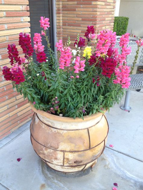 Snapdragon In Containers, Snapdragon Flowers In Pots, Snap Dragons, Snapdragon Flowers, Fairy Garden Pots, Garden 2023, Potted Plants Outdoor, Garden Plant Pots, Planter Ideas