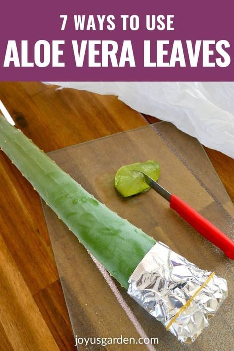 Aloe Vera Plant Uses, Plant Uses, Aloe Vera Uses, Growing Aloe Vera, Benefits Of Aloe Vera, Natural Grocers, Fresh Aloe Vera Gel, Aloe Vera Benefits, Fresh Aloe Vera