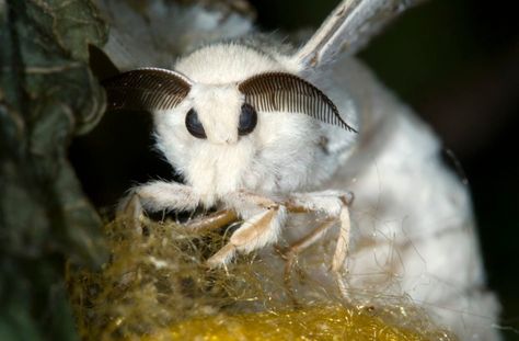 Photograph purportedly shows a newly discovered species of 'Venezuelan poodle moth.' Venezuelan Poodle Moth, Poodle Moth, Classic Rock, In The Morning, The Morning, Moth, Nature