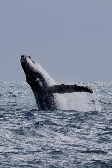 It is safe to say that the WA whale migration is well and truly underway! These whales were captured playing in the water by guests on board the Naturaliste Charters Whale Watching tour. The good news is that the whales will be passing through our waters until late November and if you would also like to get up close, you can also book a whale watching tour. Whale Watching Maine, Whale Watching In Maine, Whale Migration, Norway Whale Watching, Whale Watching In Iceland, Whale Coming Out Of Water, Blue Whale Jumping Out Of Water, Late November, Nantucket Island