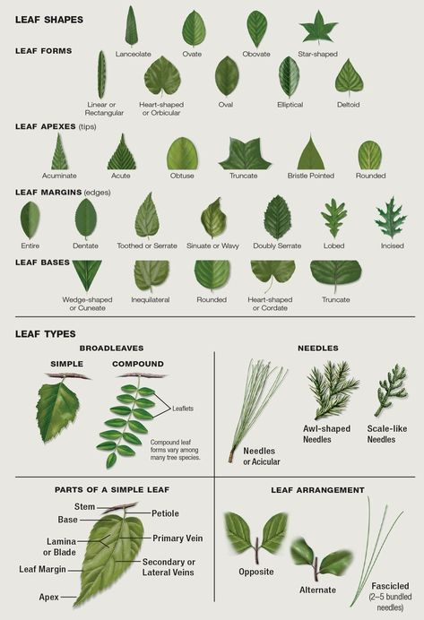 Leaf Identification House Plant Identification, Leaf Symbolism, Plant Identification Chart, Leaf Identification Chart, Plant Leaf Identification, Tree Leaf Identification, Leaf Types, Vetenskapliga Experiment, Types Of Leaves