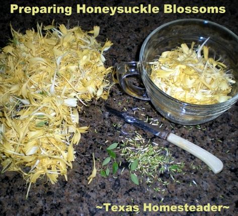 Recipe: Honeysuckle Jelly - Childhood Memories In A Jar! Memories In A Jar, Honeysuckle Jelly, Flower Recipes, Honey Suckle, Homemade Jelly, Jelly Recipe, Memory Jar, Jelly Recipes, How To Double A Recipe