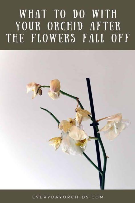 Caring For An Orchid Plant, What To Do When Orchid Flowers Fall Off, How To Keep Orchids Alive, How To Get An Orchid To Bloom Again, Orchid Ideas Decor, Orchards Flowers Orchids, How To Save An Orchid, Orchid Planter Ideas Flower Pots, How To Care For An Orchid