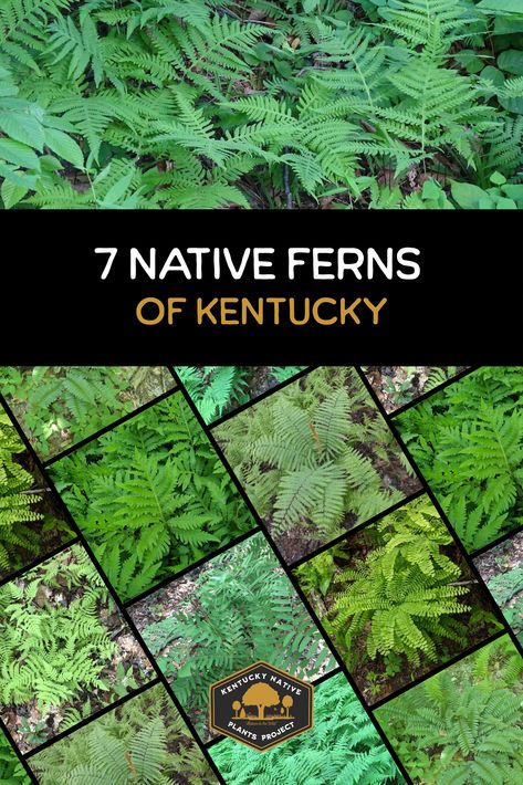 native ferns of kentucky Native Kentucky Plants, Kentucky Homestead, Kentucky Garden, Fern Varieties, Shaded Garden, Mother Nature Tattoos, Native Plant Gardening, Plant Projects, Native Garden