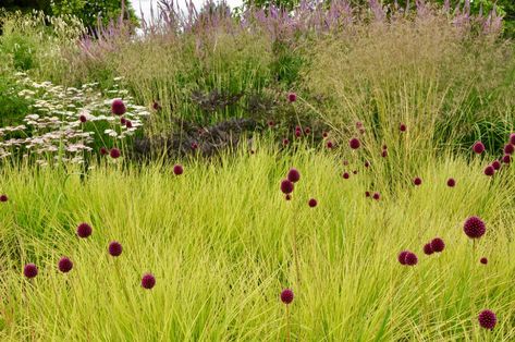 Allium sphaerocephalon amidst Sesleria autumnalis | Allium s… | Flickr Sesleria Autumnalis, Allium Sphaerocephalon, Perennial Grasses, Prairie Garden, Flower Garden Design, Plant Combinations, Garden Of Eden, Little Garden, Ornamental Grasses