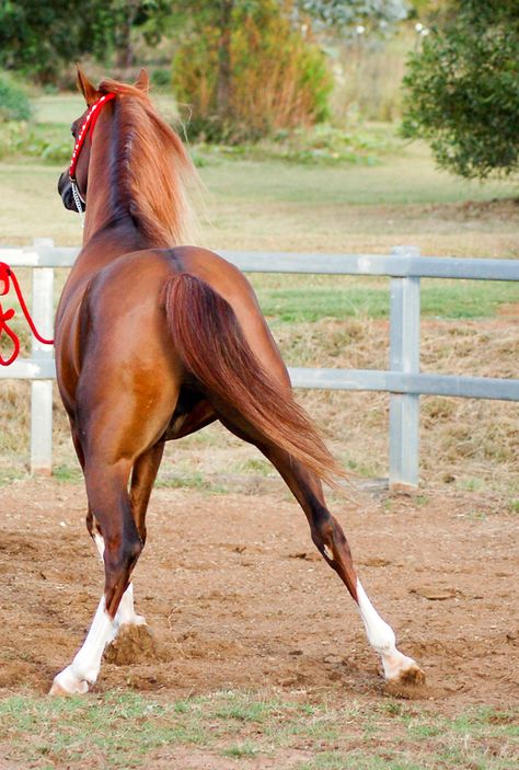 RA from behind legs spread by *Chunga-Stock on deviantART Horse From Behind, Horse Species, Horse Poses, Kathiyawadi Horse, Horse Photography Poses, Horses Photography, Horse Reference, Marwari Horses, Horse Anatomy