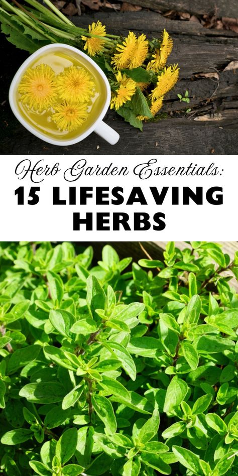 Discover 15 lifesaving herbs to add to your herb garden. These powerful plants have potential health benefits and are easy to grow. Save this pin for a guide to essential herbs with lifesaving properties! What Herbs To Plant Together, Perennial Herbs Zone 5, List Of Herbs For Witchcraft, Herbs And Their Benefits, Herb Garden Outdoor, Herb Planting, Herbs To Plant, List Of Herbs, Best Herbs To Grow