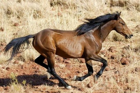 Brumby horse - A true feral horse of Australia. Some are tamed and make excellent light working and pleasure horses, but most run free in large herds. Brumby Horse, Horse Boarding, Wild Mustangs, Most Beautiful Animals, Horse World, All The Pretty Horses, Wild Spirit, Wild Horse, Cute Horses