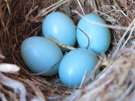 Female White-Throated Magpie-Jay stay behind with their parents to help bring up future broods whilst the male flies off to spread his seeds. Description from lazerhorse.org. I searched for this on bing.com/images 1940s Wallpaper, Eggs In A Nest, Robin Eggs, Birds Nests, Blue Bathroom Tile, Robin Blue, Egg Nest, Eggshell Blue, What Is A Bird