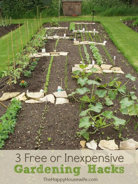 Growing your own food can be healthy and economical. Here are some ideas to help get you started whether you want a backyard garden or a small container garden on your porch. Frugal Gardening, Plants Growing, Sloped Garden, Gardening Hacks, The Secret Garden, Kew Gardens, Cactus Y Suculentas, Veggie Garden, Growing Food