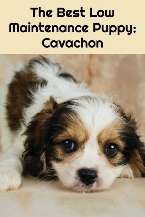 Best Small Dog Breeds, Calm Dog Breeds, Cavachon Dog, Best Small Dogs, Cavachon Puppies, Cute Small Dogs, Dog Breeds List, Calm Dogs, Cute Little Puppies