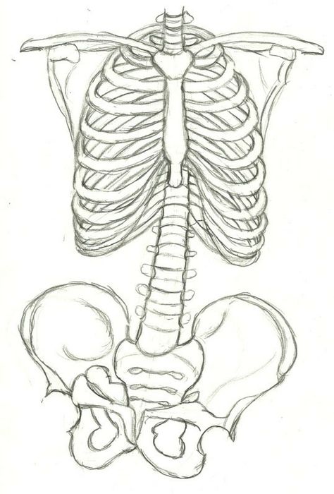 Rib Cage Drawing, Lungs Drawing, Bone Drawing, Skeleton Drawings, Anatomy Sketches, Skeleton Art, Diy Stuff, Anatomy Art, Sketchbook Art Inspiration