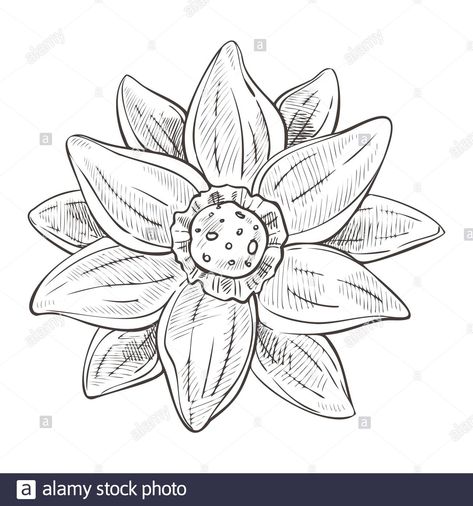 Top View Drawing, Lotus Flower Drawing, Lotus Drawing, Aquatic Plant, Water Lilly, Sketch Illustration, Aquatic Plants, Flower Tops, Top View