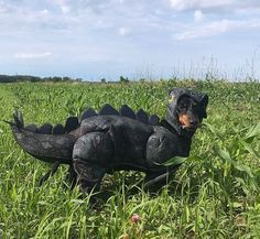 dog dinosaur costume #dachshund Dog Dinosaur Costume, Dachshund Breed, Dachshund Funny, Clever Dog, Miniature Dachshunds, Long Haired Dachshund, Dinosaur Costume, Popular Dog Breeds, Most Popular Dog Breeds