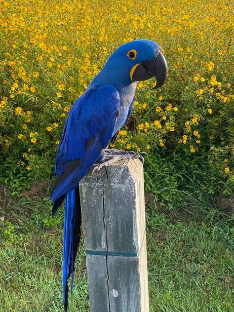 Brazil Animals, Blue Bird Art, Blue Parrot, Parrot Pet, Blue Macaw, Cute Reptiles, Macaw Parrot, Colorful Parrots, Photo Of The Day