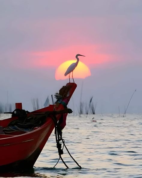 Affinity Photo, Boat Art, Boat Painting, Beautiful Sunset, Nature Photos, Sunrise Sunset, Beautiful Birds, Beautiful Images, Beautiful Nature