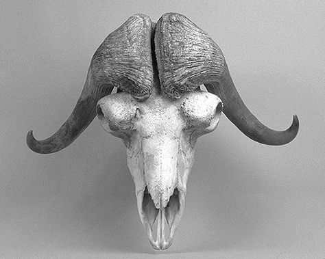 Ox Skull, Ox Tattoo, Infinite Jest, Sambar Deer, Cosplay Horns, Bone Collector, Animal Inspiration, Musk Ox, Visual Library