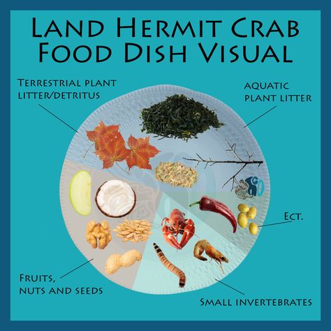 #hermitcrab #hermitcrabs  #hermitcrabeducation #hermitcrabcare #hermitcare #hermie #hermitcrabcare101 #hermitcrabowners #hco #hermitcrabsofig #hermitcrabsofinstagram Hermit Crab Care, Hermit Crab Habitat, Hermit Crab Food, Hermit Crab Tank, Metabolic Diet Recipes, Crab Food, Crab House, Artichoke Dip Recipe, Fishing Room