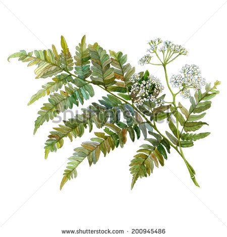 stasia_ch's sets on Shutterstock Fern Art, Fern Forest, Fern Tattoo, Asparagus Fern, Apartment Art, Memorial Tattoo, World Art, Art Google, Botanical Art