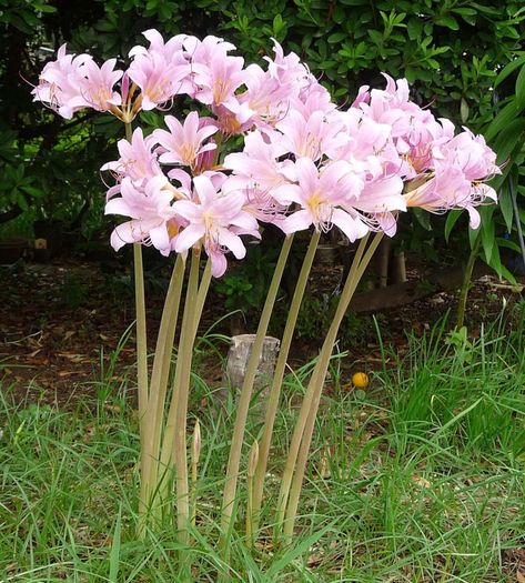 How to Grow Resurrection Lily (Surprise Lily). Resurrection lilies grow their foliage in the spring and their flowers at the end of the summer. They are a nice "surprise" in August. Perennial Bulbs, Long Stem Flowers, Lily Bulbs, Lily Flower, Dream Garden, Urban Garden, Garden Seeds, Flower Beds, Pretty Flowers