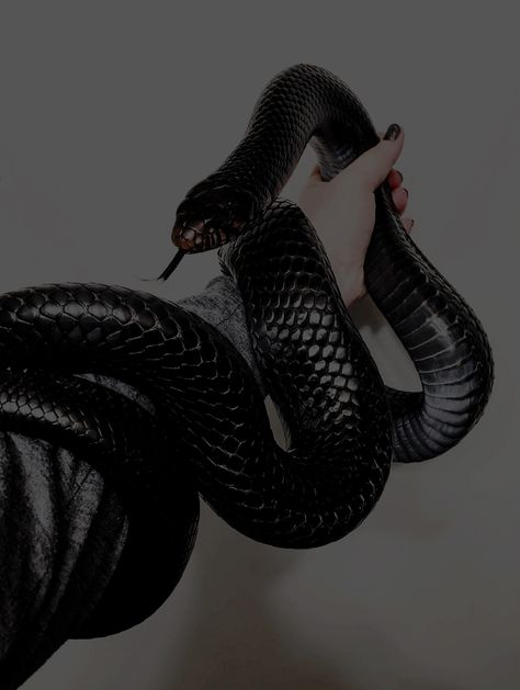 Black Mamba Snake, Mamba Snake, Pretty Snakes, Cute Snake, Snake Art, Pet Snake, Holly Black, Black Snake, Snake Tattoo